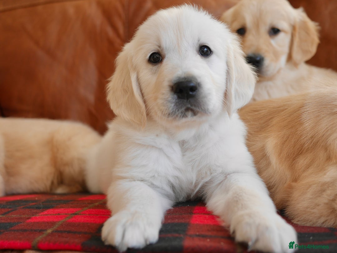 Golden Retriever dogs for sale: Quality KC Health Tested Golden Retriever Puppies - Advert 18
