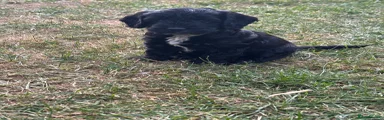 Cockapoo 3