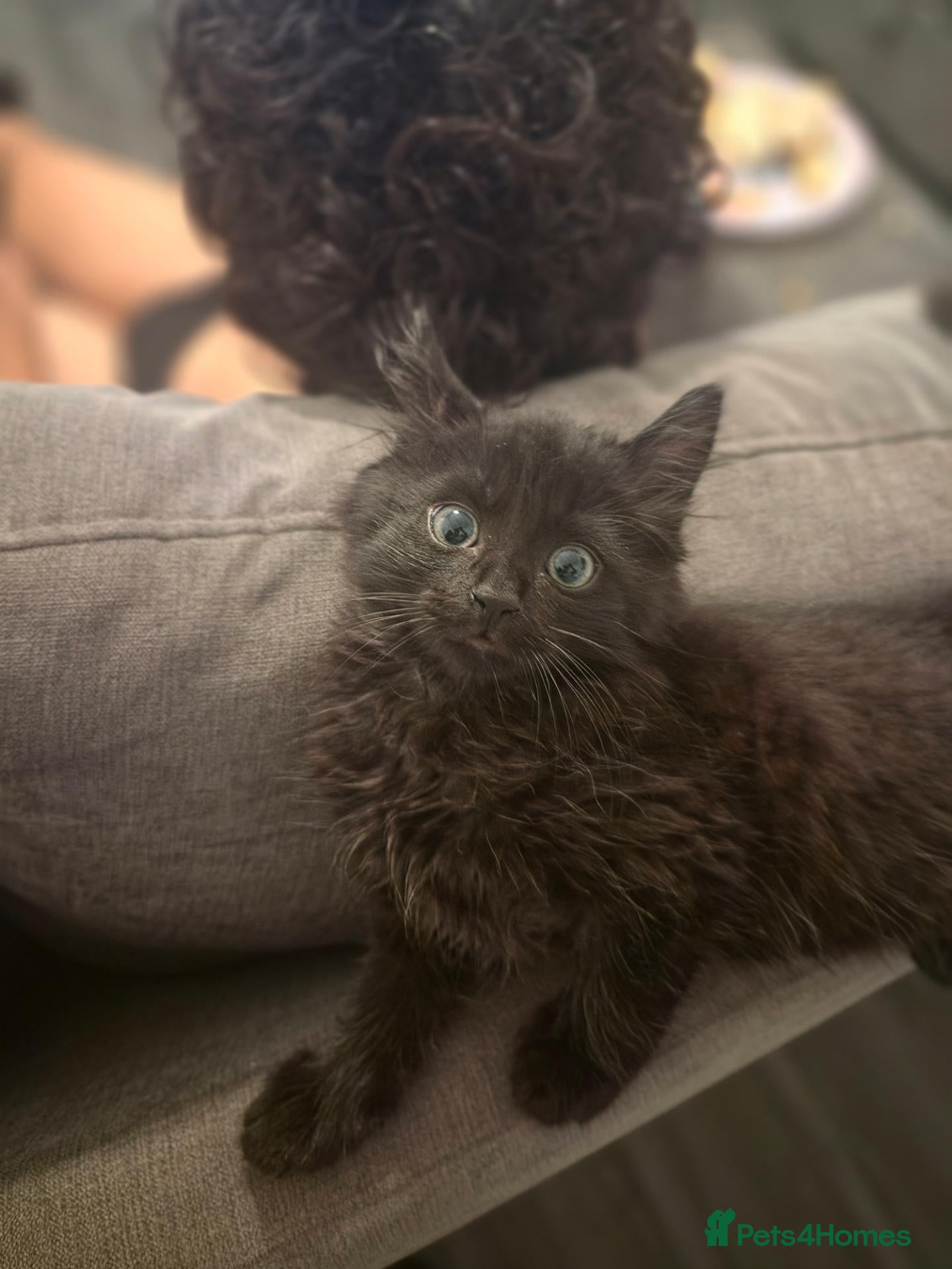 Mixed Breed cats Blue Eyed Long haired girl  - Advert 2