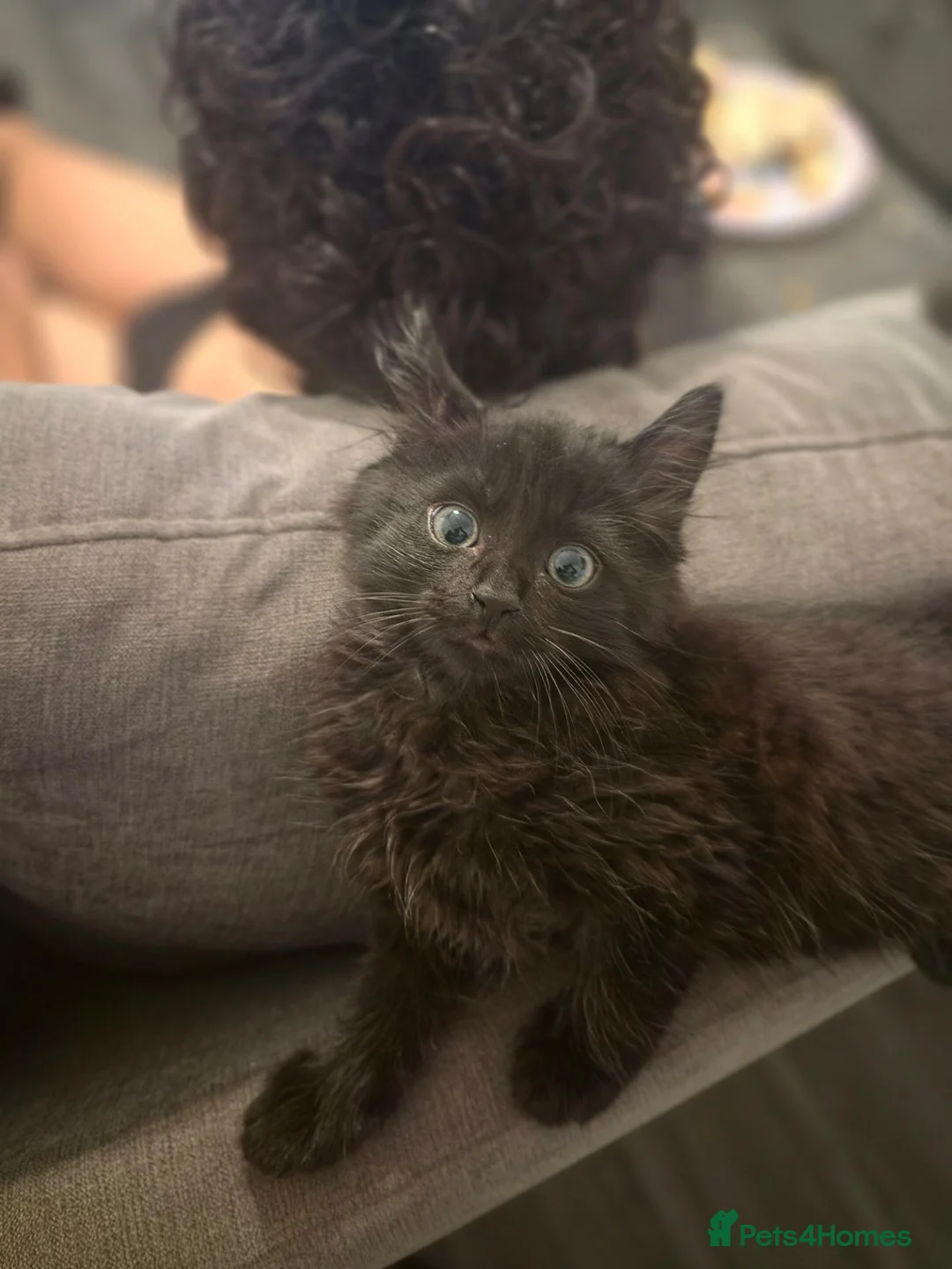 Mixed Breed cats for sale: Blue Eyed Long haired girl  in Bromley - Advert 1