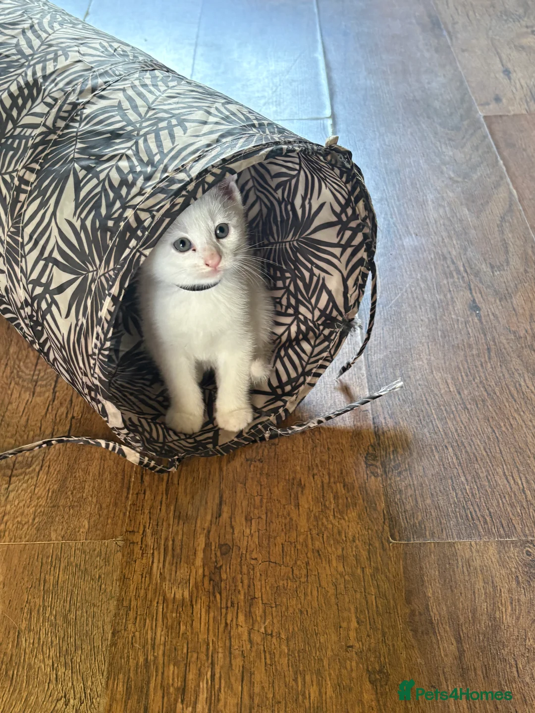 Mixed Breed cats for sale: 3 baby boy Kittens  - Advert 2