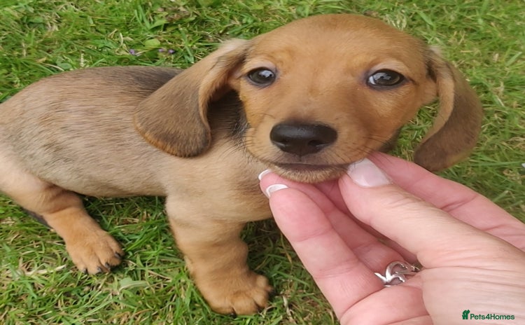 Miniature Dachshund dogs - Advert 2