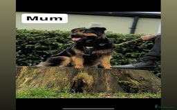 Mixed Breed dogs for sale: German shepherd pups  - Image 2