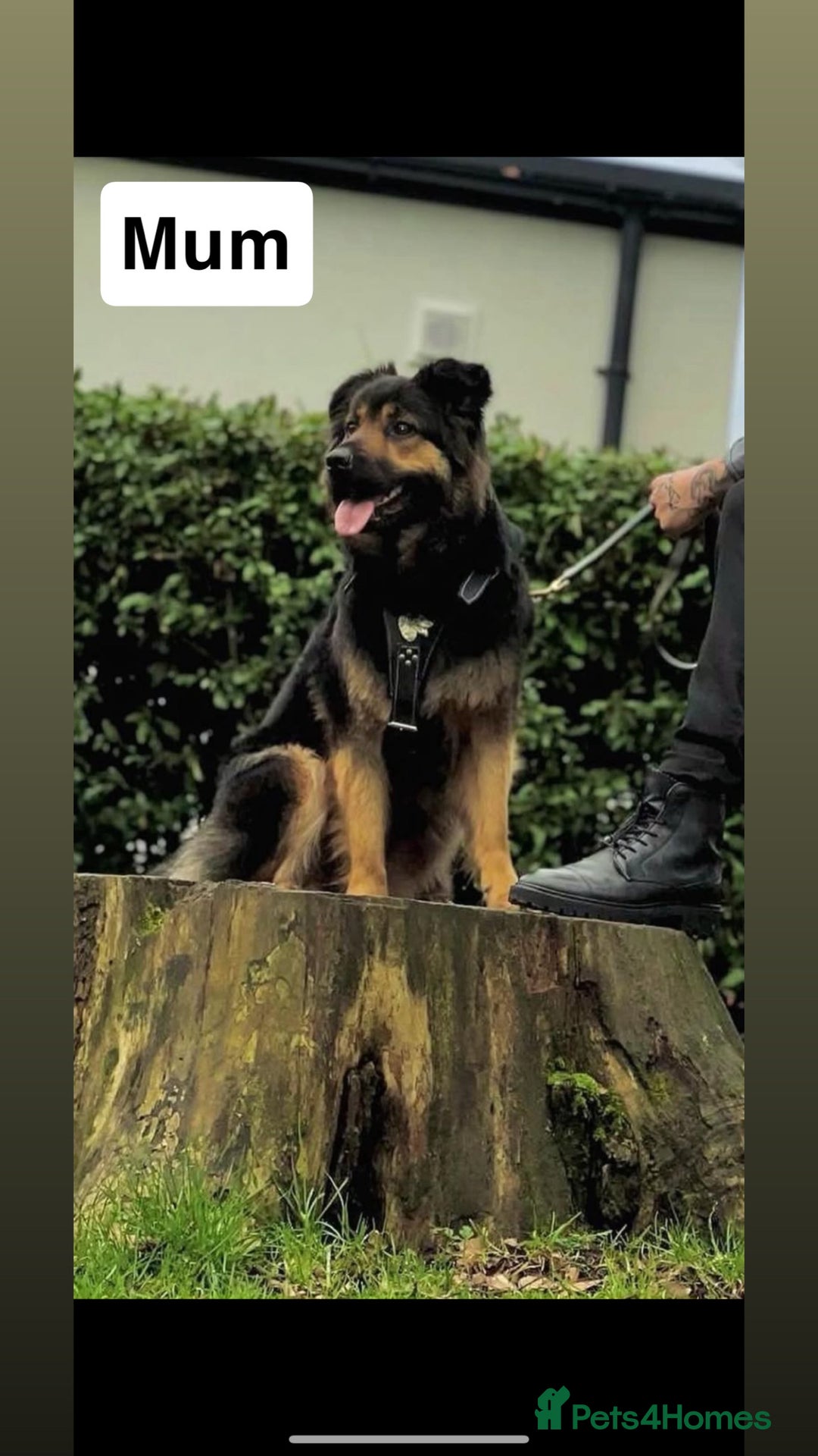 Mixed Breed dogs for sale: German shepherd pups  - Image 2