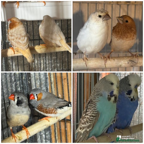 Finches birds - Advert 8