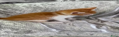 Mixed Breed 2