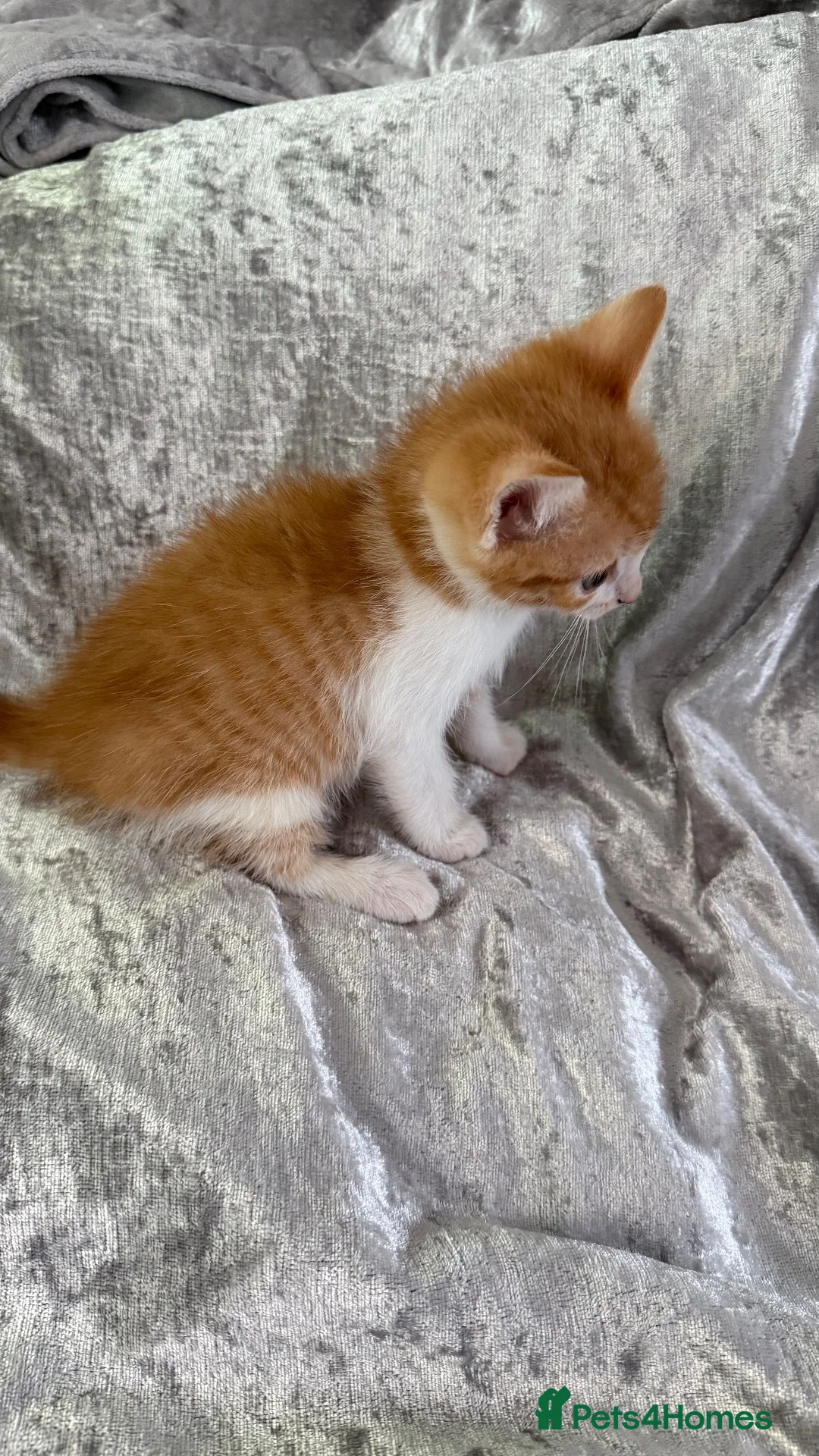 Mixed Breed cats for sale: 4 kittens looking forever homes - Advert 2