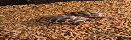 Tortoise reptiles for sale: Herman tortoise  in Coleford - Advert 1