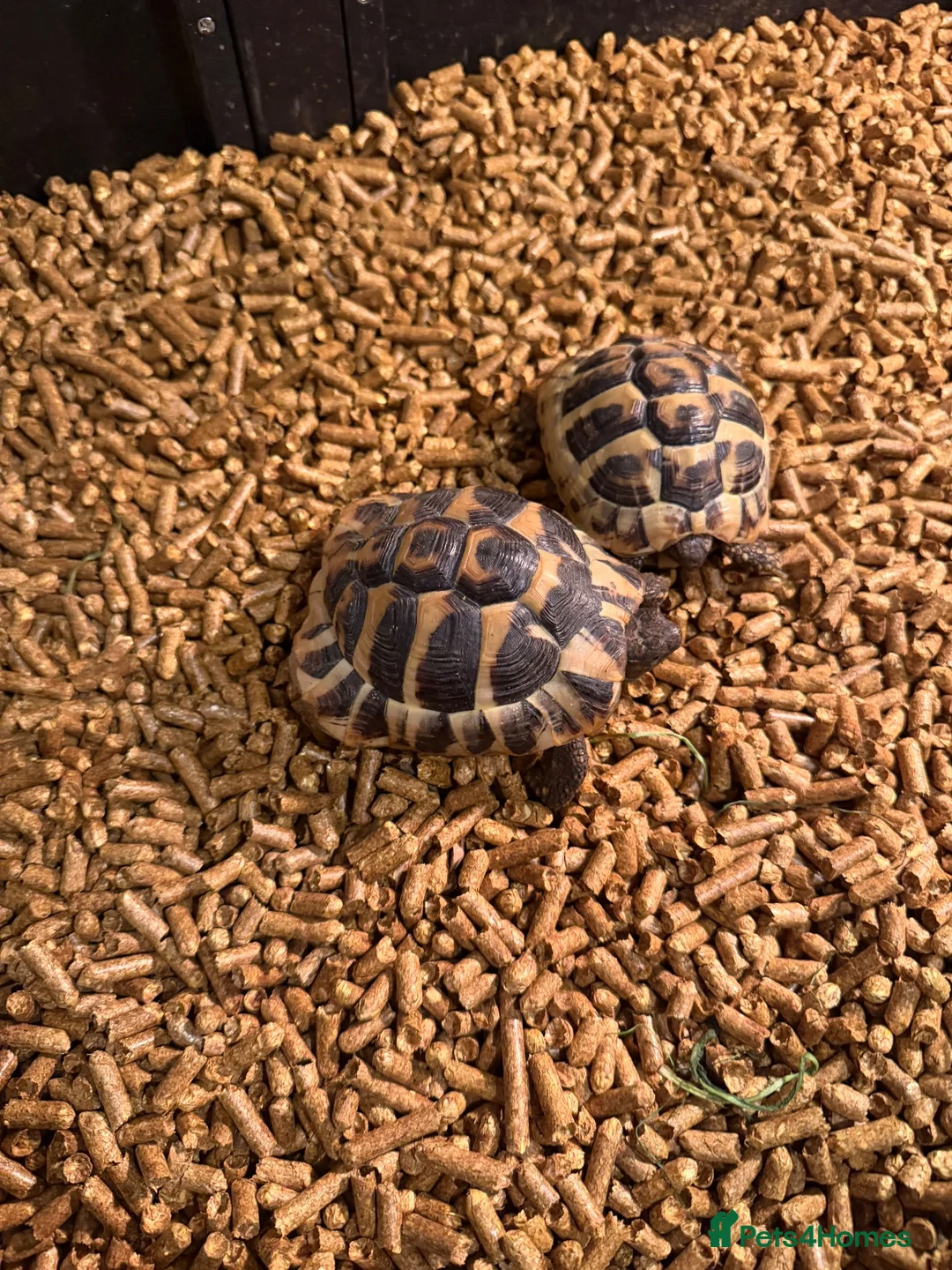 Tortoise reptiles for sale: Herman tortoise  in Coleford - Advert 1