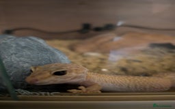 Gecko reptiles for sale: Female leopard gecko  - Image 5