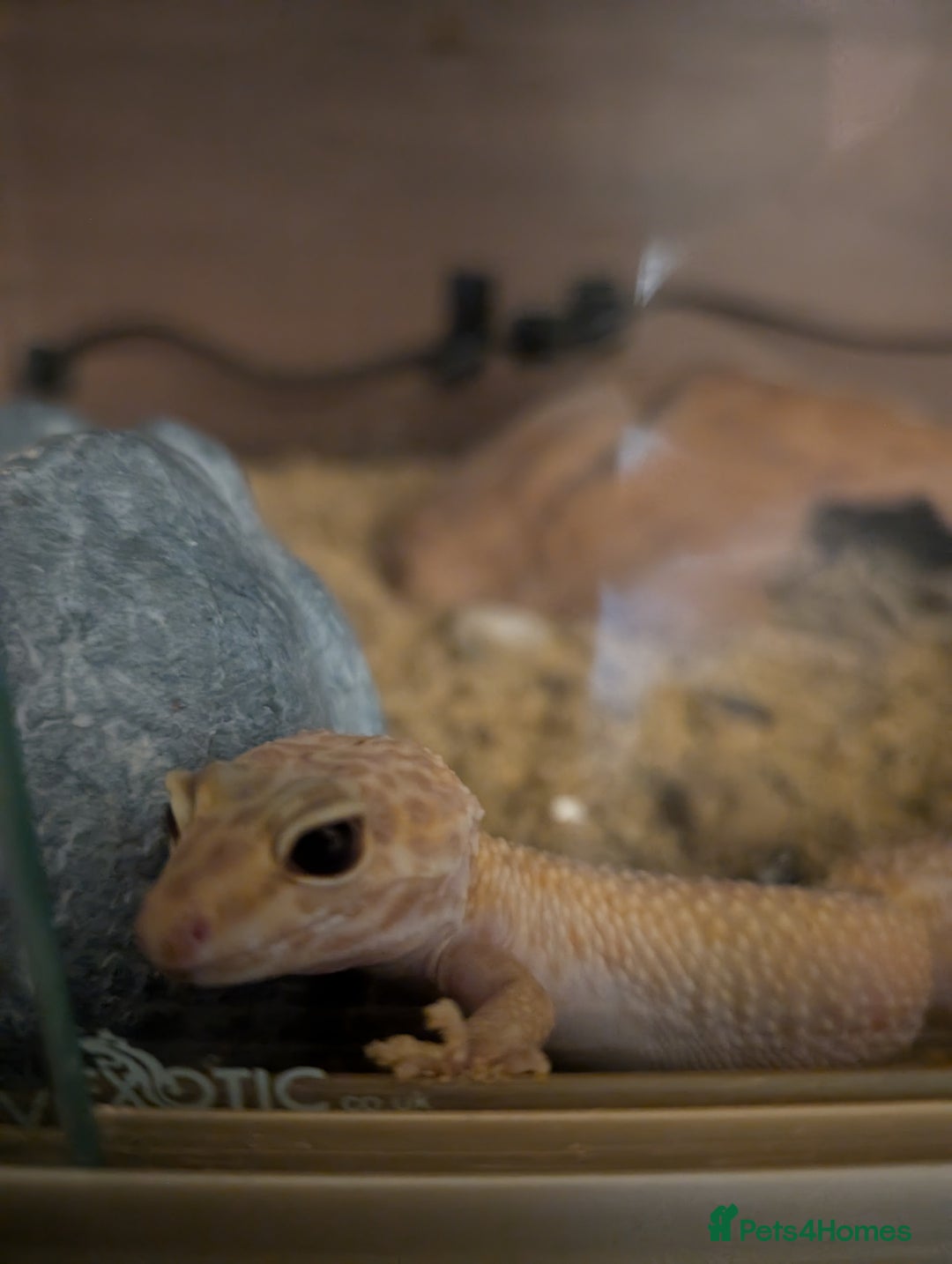 Gecko reptiles for sale: Female leopard gecko  - Image 5