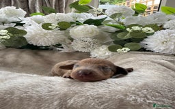 Miniature Dachshund dogs for sale: ⭐️Beautiful litter Of Rainbow Dachshund Puppies⭐️ - Image 9