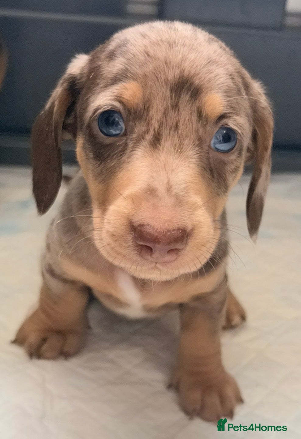 Miniature Dachshund dogs Outstanding miniature dapple dachshund puppies - Advert 2