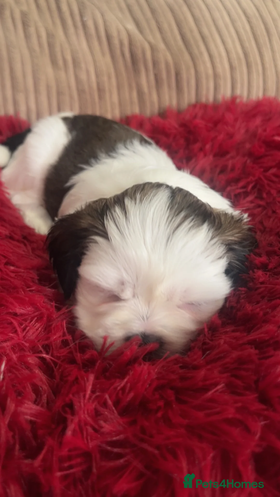 Shih Tzu dogs for sale: Beautiful litter of puppy’s  - Advert 12