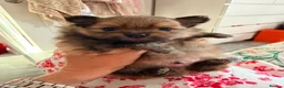 Pomeranian dogs for sale: Teddy bear Pomeranian puppies  - Advert 12