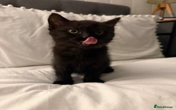 Domestic Shorthair cats for sale: Black and white kittens for sale  - Advert 5