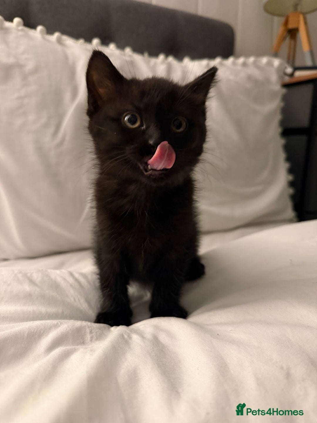 Domestic Shorthair cats for sale: Black and white kittens for sale  - Advert 5