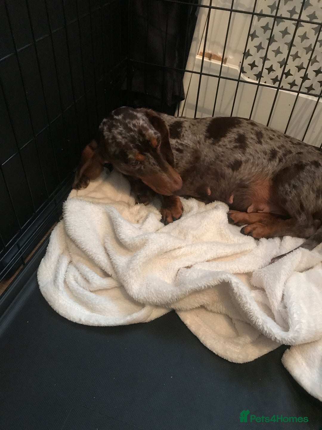 Miniature Dachshund dogs for sale: Miniature dachshund girl for sale - Image 3