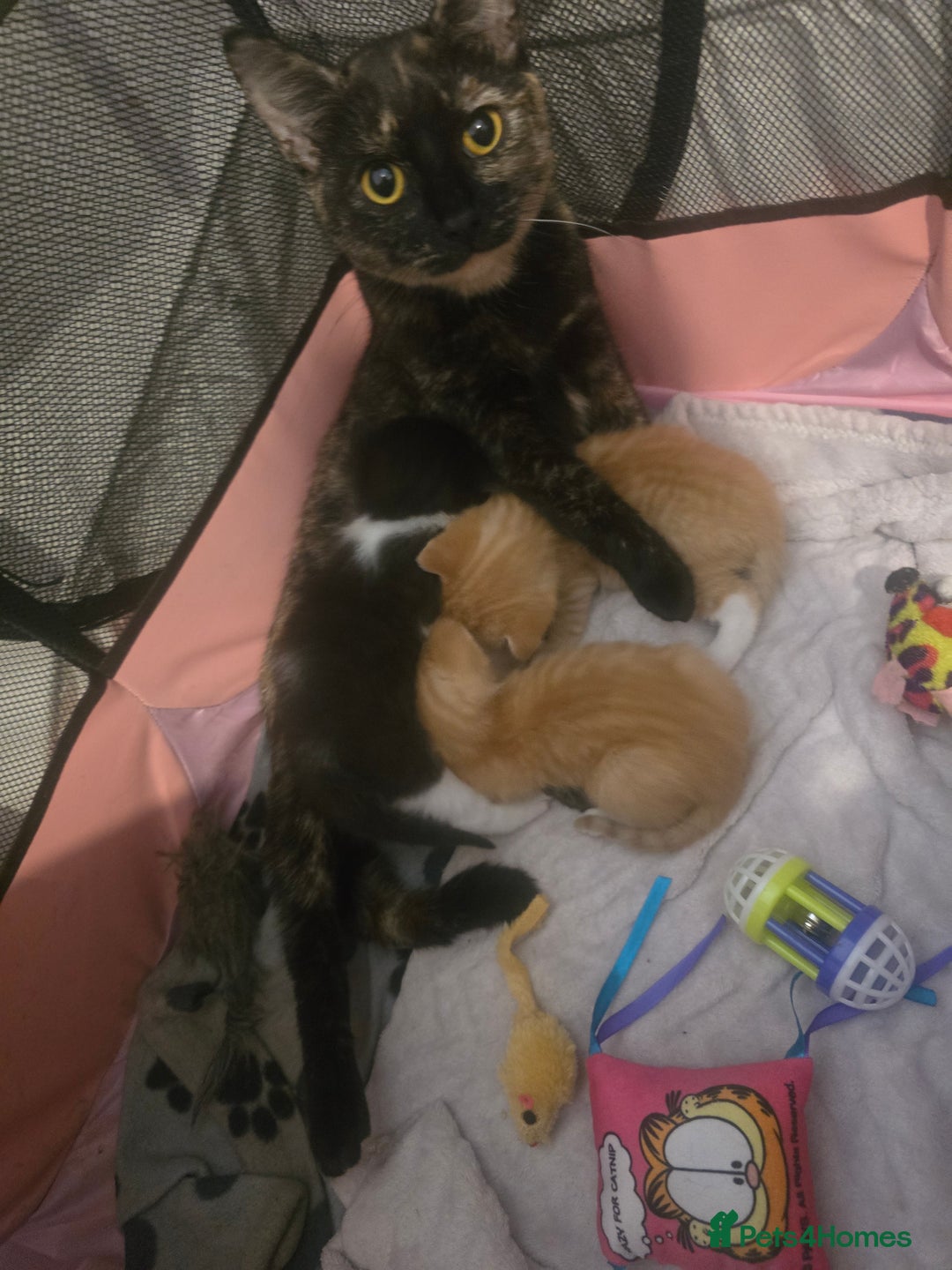 Domestic Shorthair cats for sale: Black and white female left  - Image 5