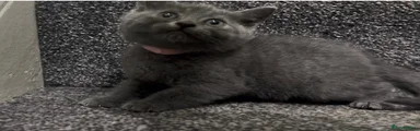 British Shorthair 6