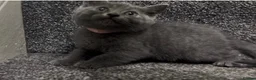 British Shorthair cats for sale: British short hair kittens - Advert 11