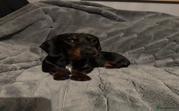 Miniature Dachshund dogs for sale: Stunning KC REG Miniature Dachshund puppy - Image 4