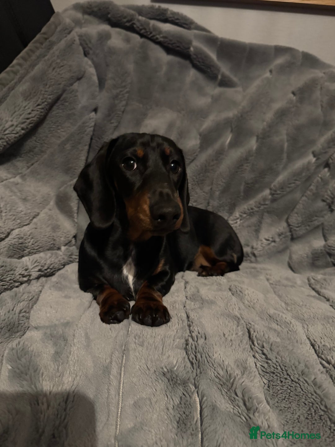 Miniature Dachshund dogs for sale: Stunning KC REG Miniature Dachshund puppy - Image 4