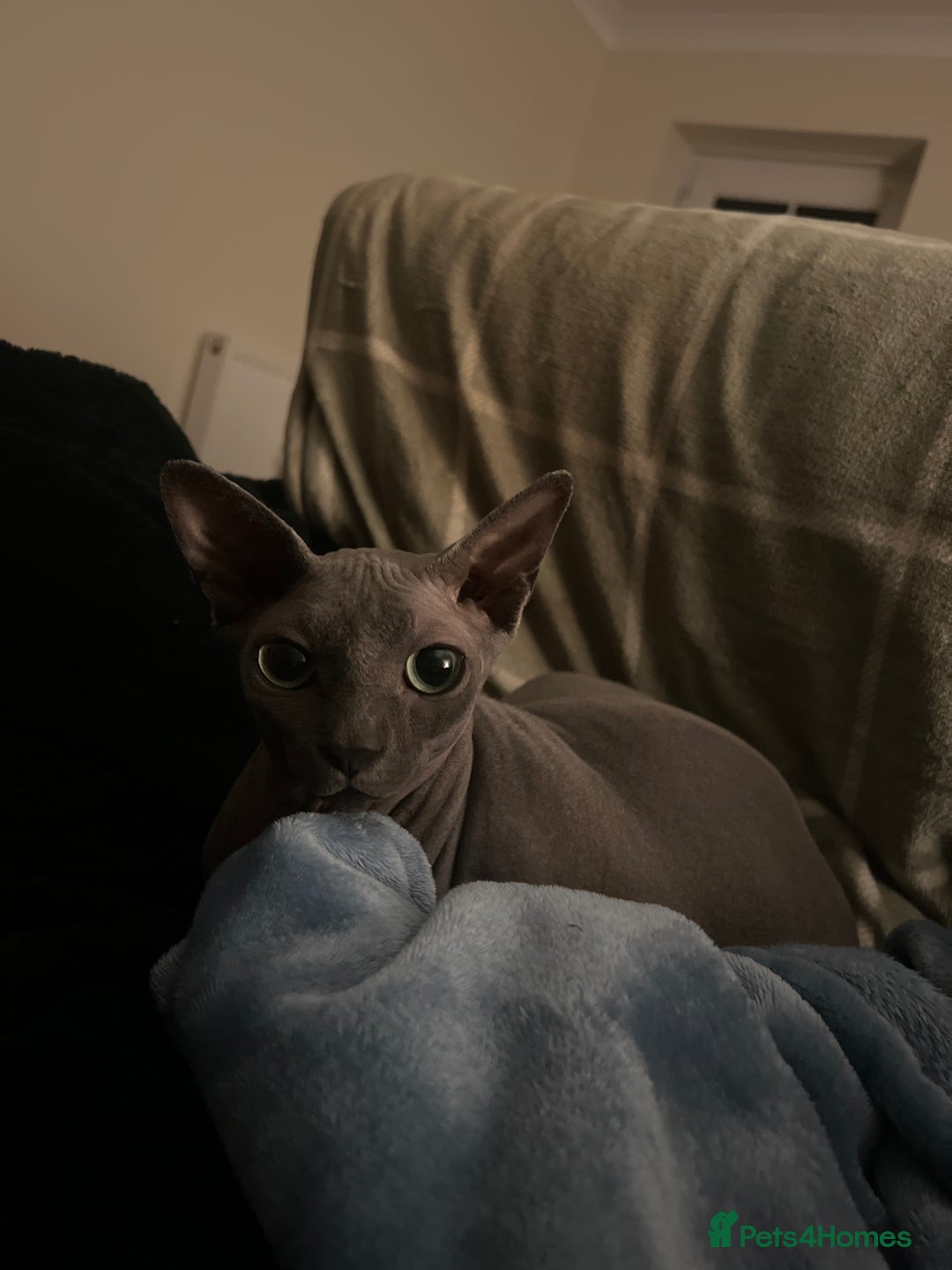 Sphynx cats for sale: 2 Year Old Sphynx Girl for Rehoming - Image 3