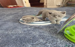 British Shorthair cats for sale: British shorthair kitten - Image 7
