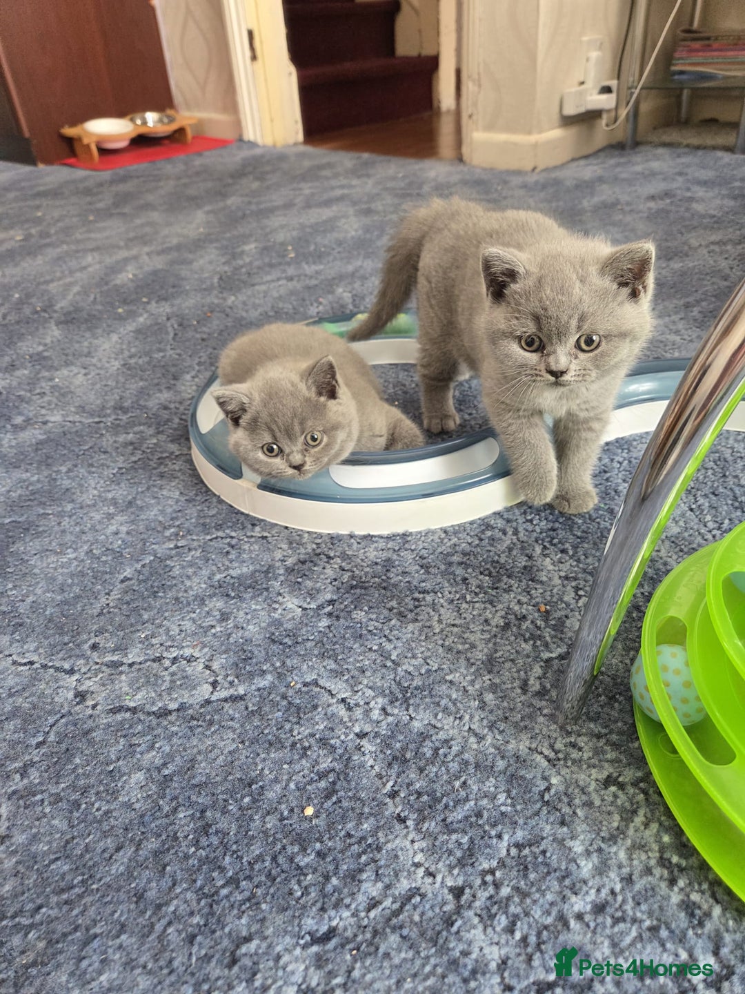 British Shorthair cats for sale: British shorthair kitten - Image 7
