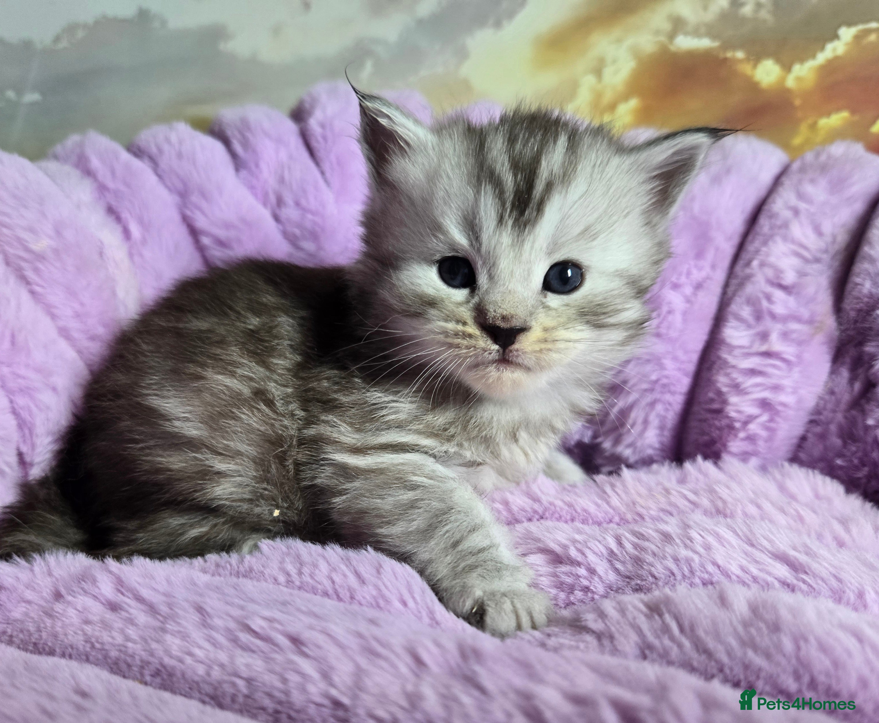 Maine Coon cats Stunning Maine Coon kittens - Advert 1