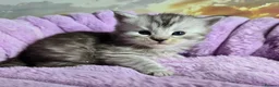 Maine Coon cats for sale: Stunning Maine Coon kittens - Advert 9