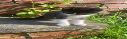 Mixed Breed cats for sale: beautiful kittens - Advert 9