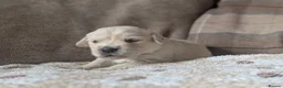 Golden Retriever dogs for sale: Adventure-Ready Golden Retriever Puppies 🐾 - Advert 6