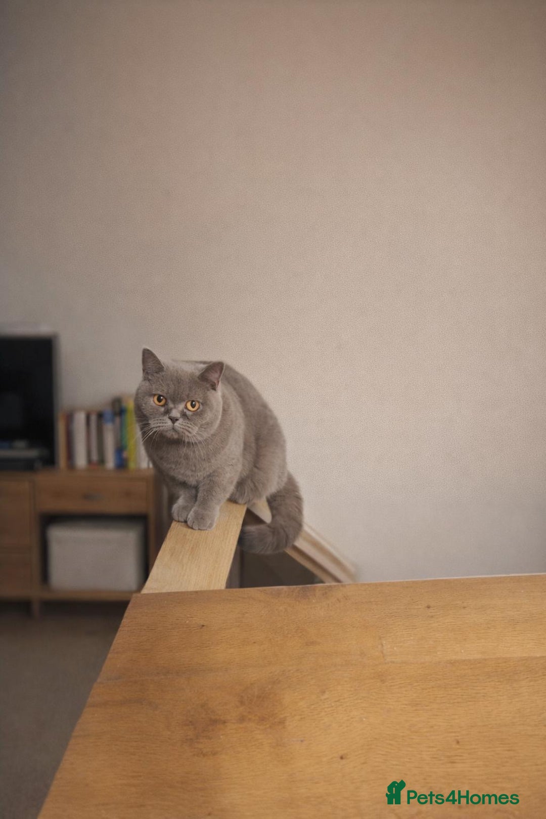 British Shorthair cats for sale: Beautiful British shorthair female  (Active) - Advert 5