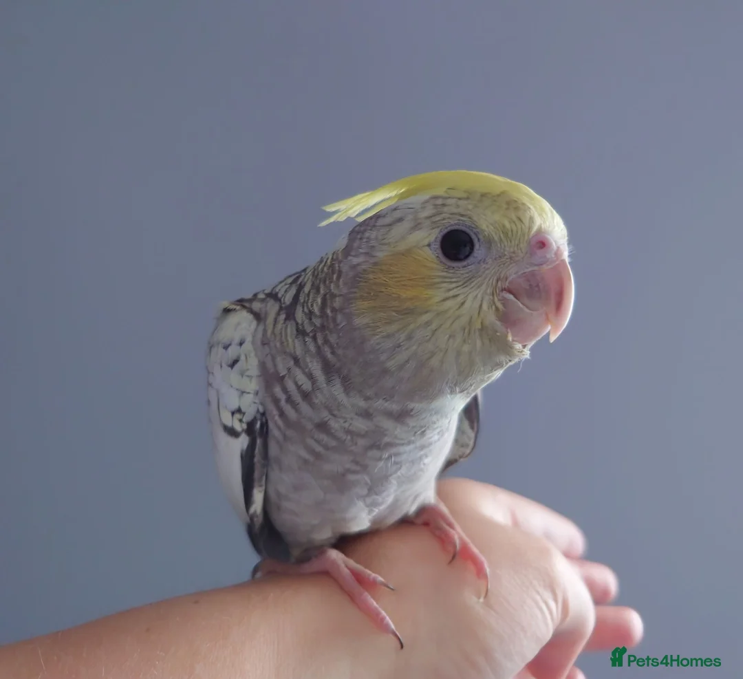 Cockatiels birds for sale: Hand reared silly tame DNA sexed baby cockatiels  - Advert 1