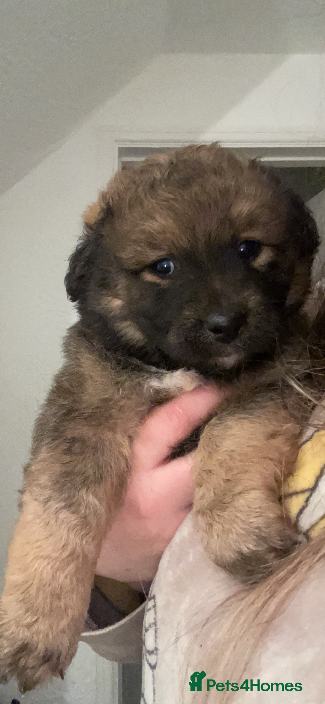 Mixed Breed dogs for sale: *only 1 male left* Malkita puppies 4 boys - Advert 21