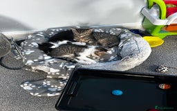Mixed Breed cats for sale: 2 beautiful tabby girls and 1 Black & white Boy - Image 13