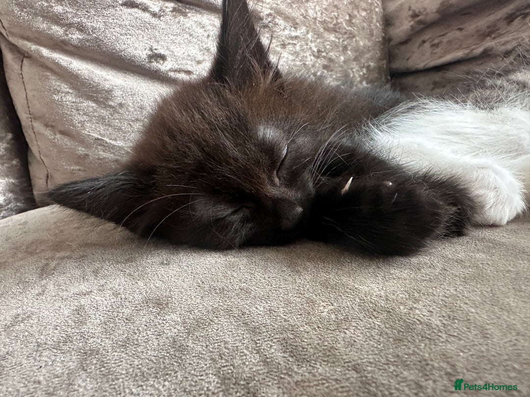 British Shorthair cats for sale: 4 female kittens  - Image 9