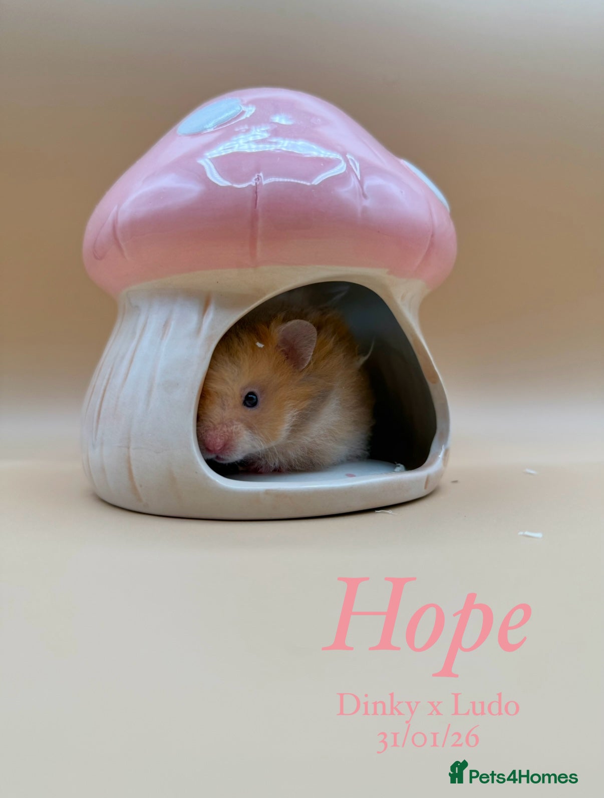 Hamster rodents Long haired Rex Syrian Baby  - Advert 10