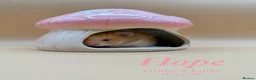 Hamster rodents for sale: Pedigree Syrian hamster pups  - Advert 4
