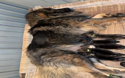 Mixed Breed dogs for sale: F1 Caucasian shepherd x American Akita - Image 1