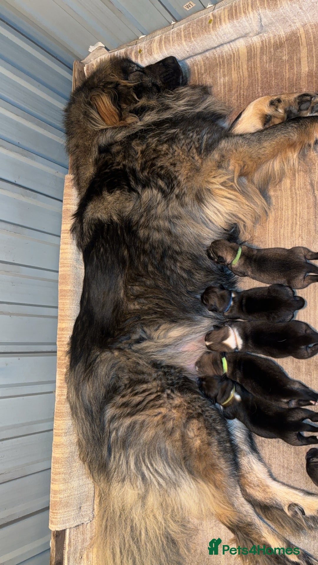 Mixed Breed dogs for sale: F1 Caucasian shepherd x American Akita - Image 1