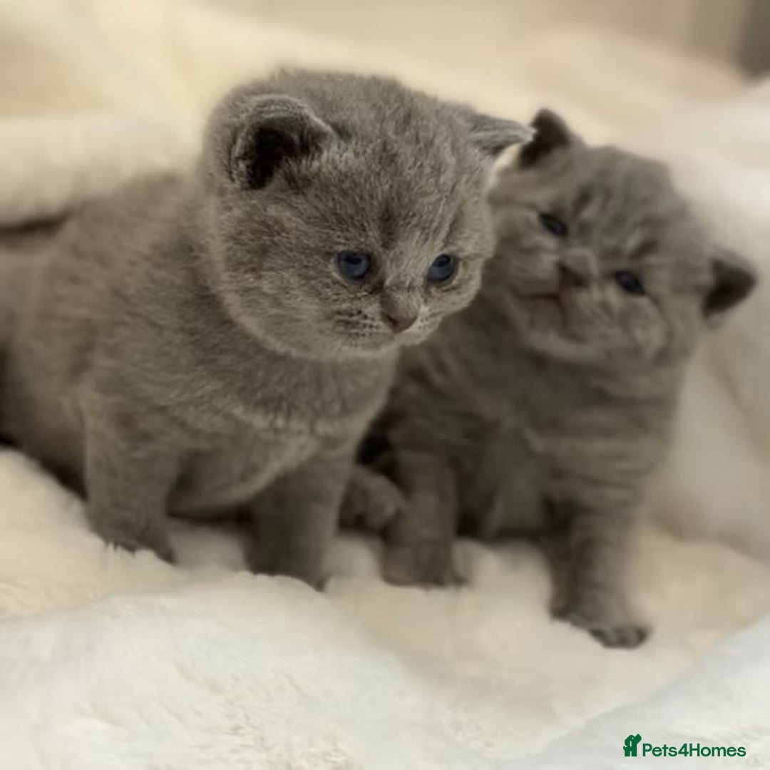 Mixed Breed cats for sale: ⭐️ Stunning Chunky British Shorthair Kittens 🐾 - Image 4