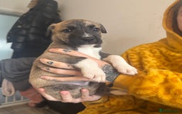 Mixed Breed dogs for sale: Husky x Staffy puppy’s ready now!  - Image 2