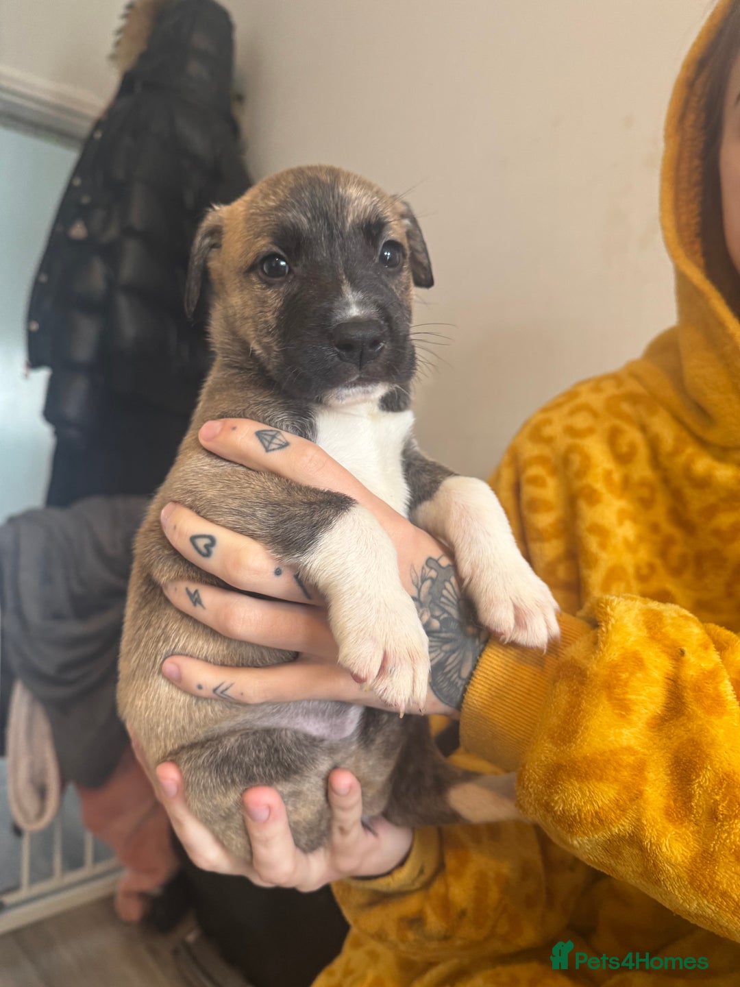 Mixed Breed dogs for sale: Husky x Staffy puppy’s ready now!  - Image 2
