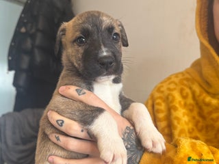 Mixed Breed dogs - Advert 7