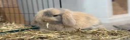 Mini Lop rabbits for sale: 3 pure bred mini lops - Advert 10