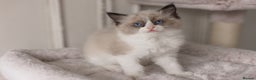 Ragdoll cats for sale: Bicolour and Lynx Ragdoll kittens - Advert 17