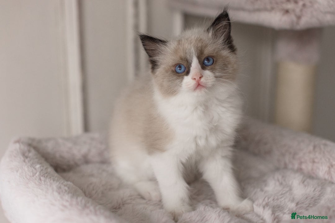 Ragdoll cats for sale: Bicolour and Lynx Ragdoll kittens - Advert 17